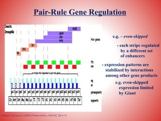Drosophila lecture | PPTX