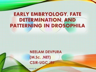 EARLY EMBRYOLOGY, FATE
DETERMINATION, AND
PATTERNING IN DROSOPHILA
NEELAM DEVPURA
(M.Sc. ,NET)
CSIR-UGC JRF
Neelam Devpura, GSBTM Presentation, MNVSC 28-4-15
 