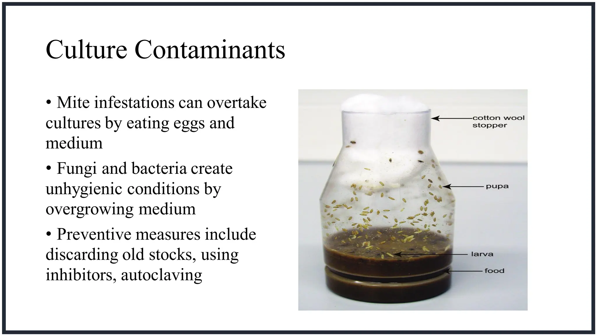 Drosophila Life Cycle and culturing technique.pdf