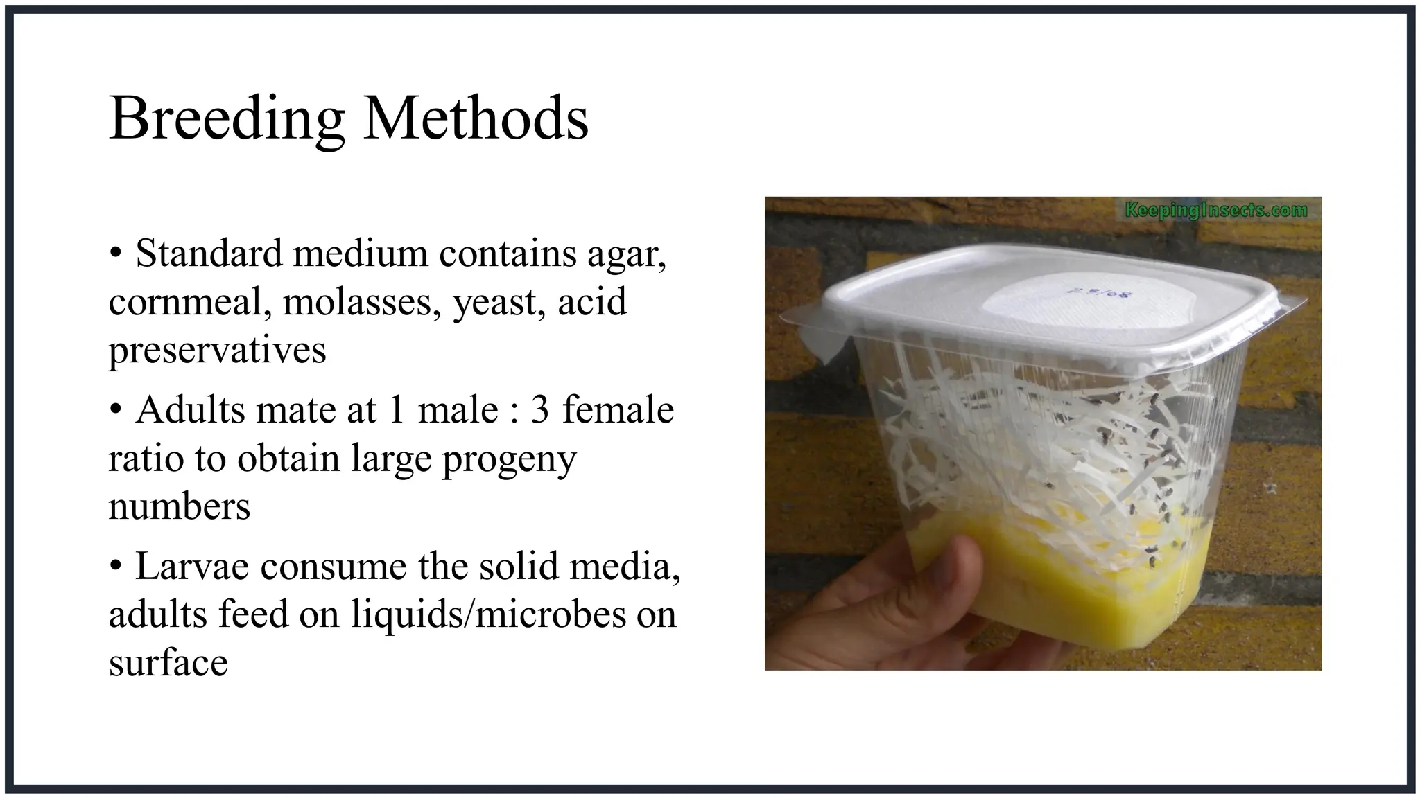 Drosophila Life Cycle and culturing technique.pdf