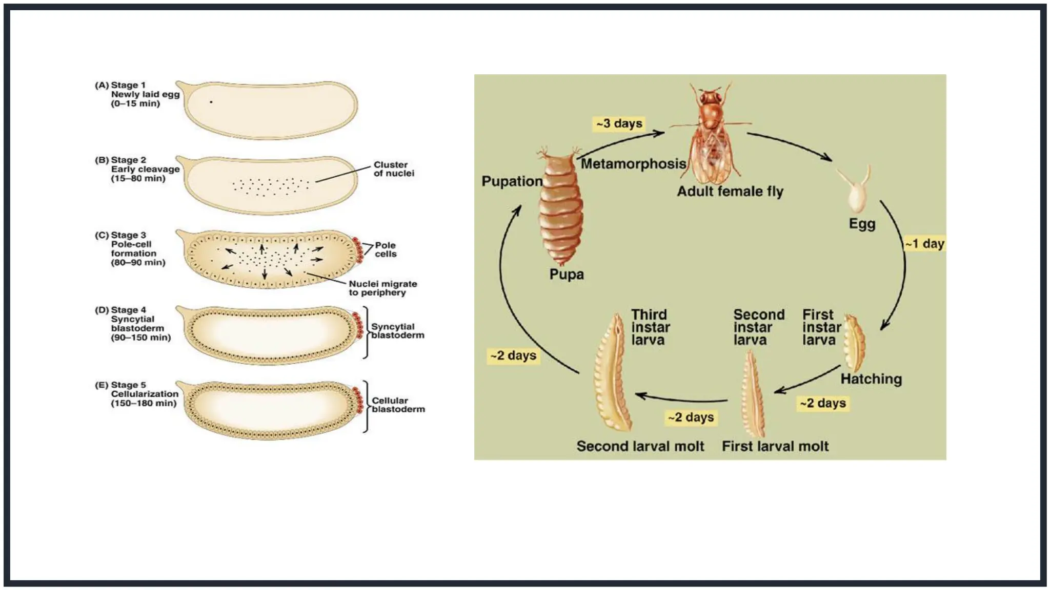 Drosophila Life Cycle and culturing technique.pdf