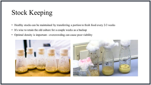 Drosophila Life Cycle and culturing technique.pdf