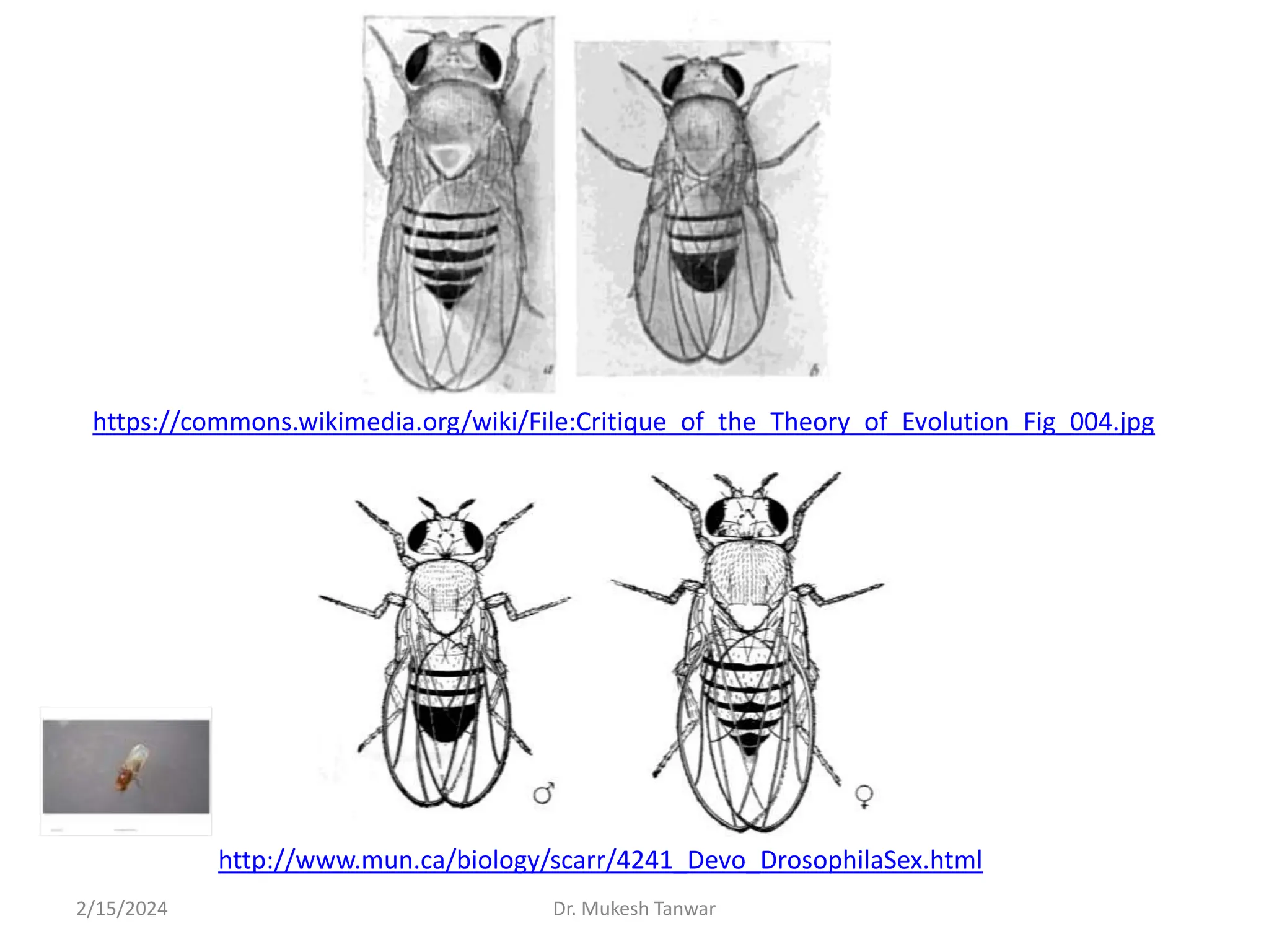 Drosophila Life Cycle and its contribution to genetics.pptx