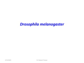 Drosophila melanogaster
2/15/2024 Dr. Mukesh Tanwar
 