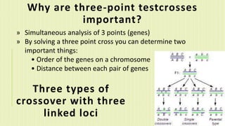 Three Point Cross Example Questions Drosophila Mapping_ABD Group_1.pptx