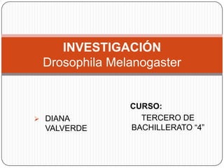  DIANA
VALVERDE
INVESTIGACIÓN
Drosophila Melanogaster
CURSO:
TERCERO DE
BACHILLERATO “4”
 
