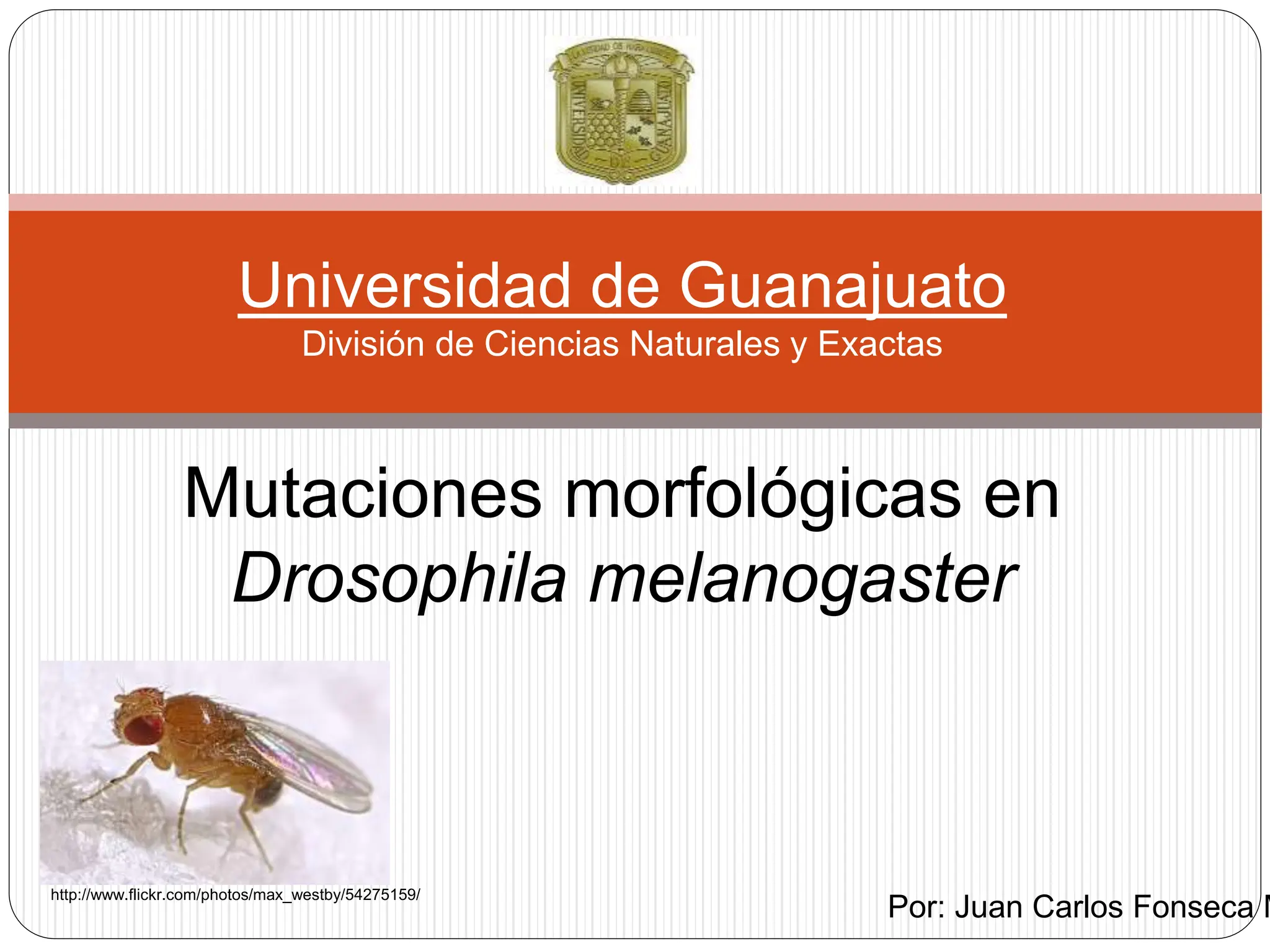 Mutaciones Morfol gicas En Drosophila Melanogaster PPTX mutaciones-morfol-gicas-en-drosophila-melanogaster-pptx