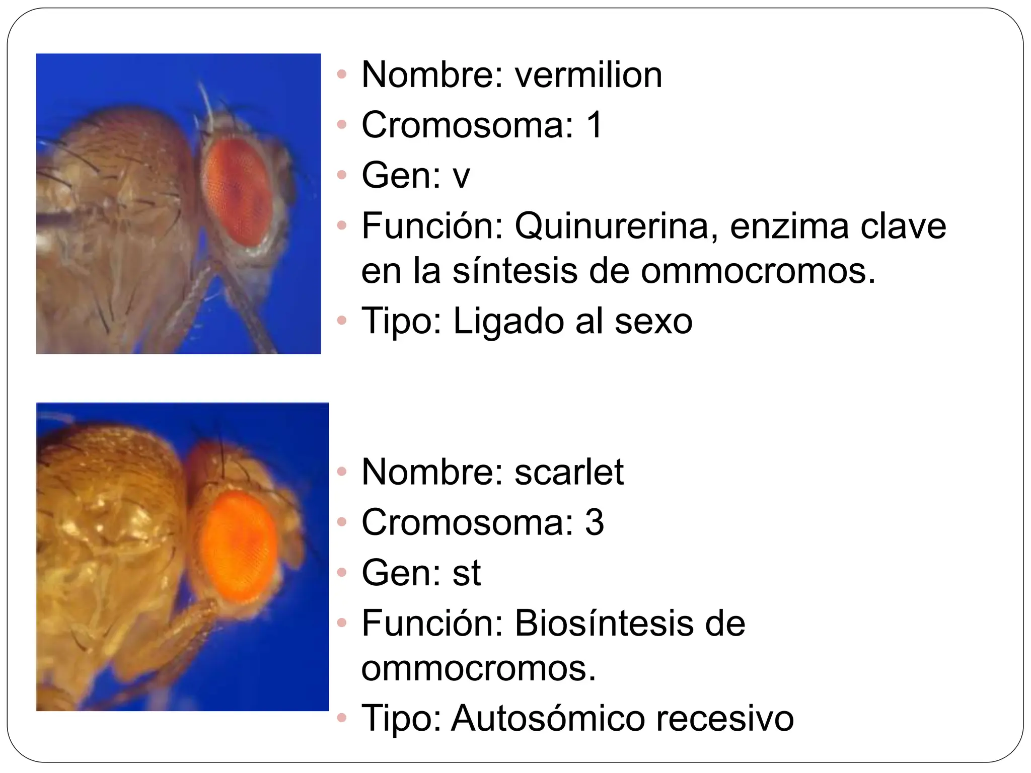 Mutaciones morfológicas en Drosophila melanogaster | PPTX