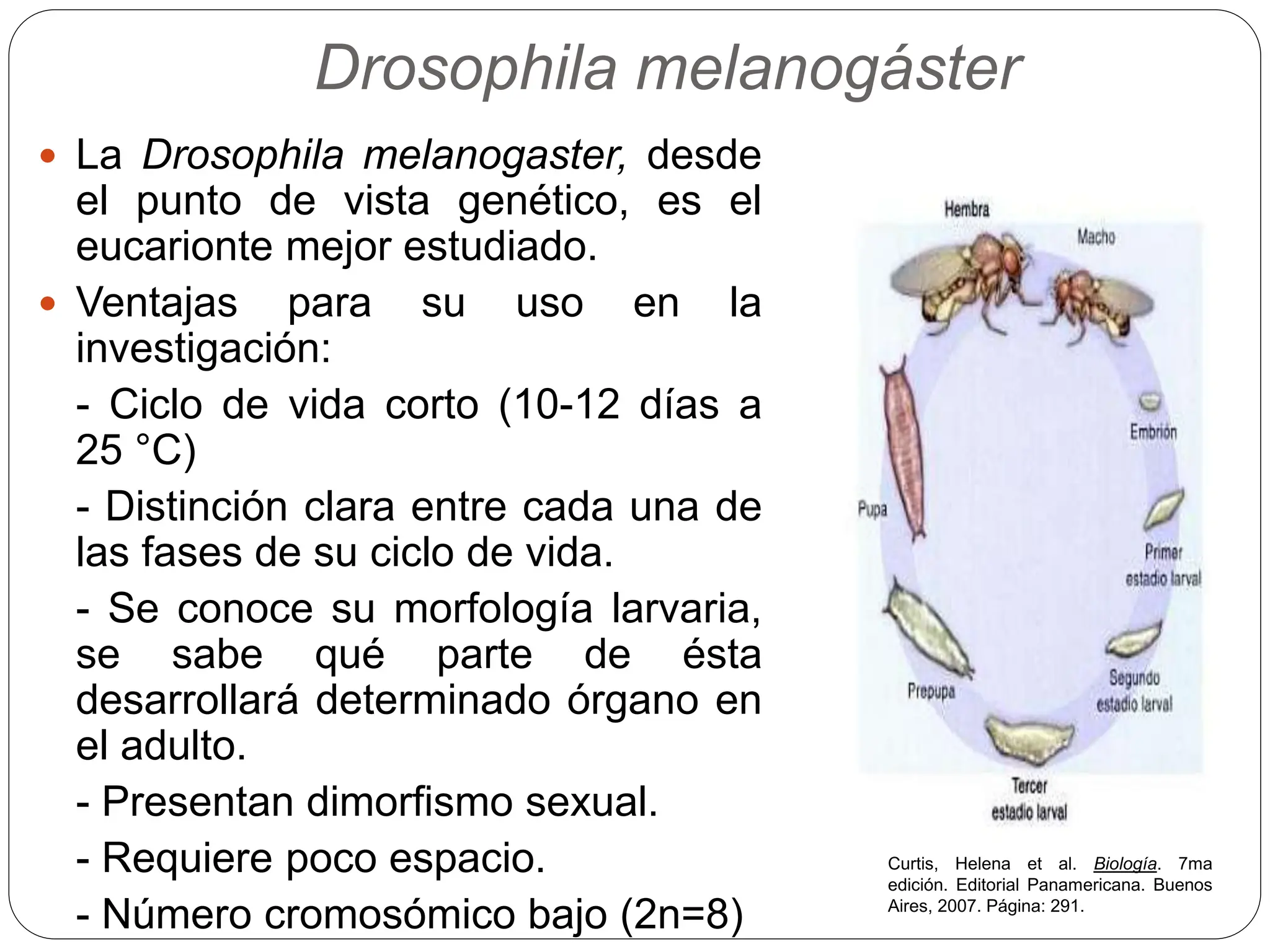 Mutaciones morfológicas en Drosophila melanogaster | PPTX