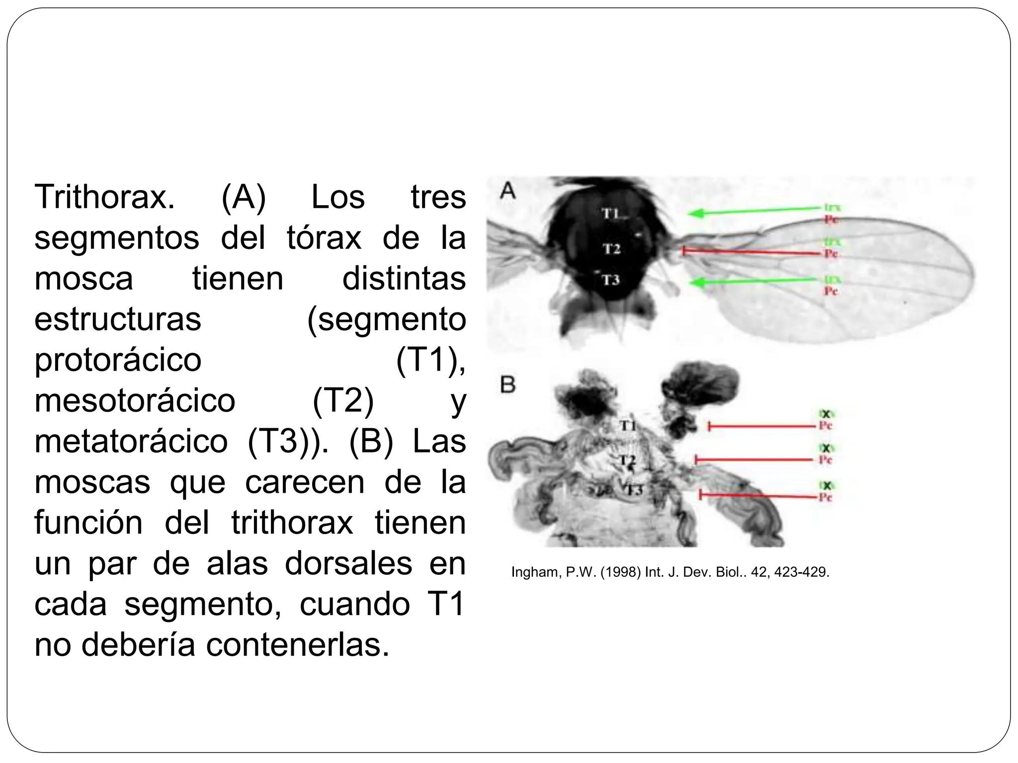 Mutaciones morfológicas en Drosophila melanogaster | PPTX