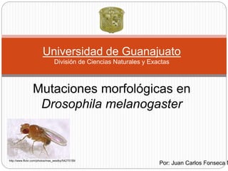 Por: Juan Carlos Fonseca M
Universidad de Guanajuato
División de Ciencias Naturales y Exactas
Mutaciones morfológicas en
Drosophila melanogaster
http://www.flickr.com/photos/max_westby/54275159/
 