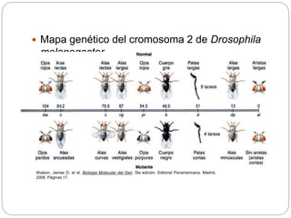 Mutaciones morfológicas en Drosophila melanogaster | PPTX