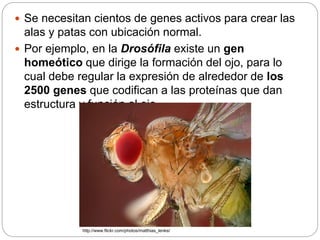 Mutaciones morfológicas en Drosophila melanogaster | PPTX