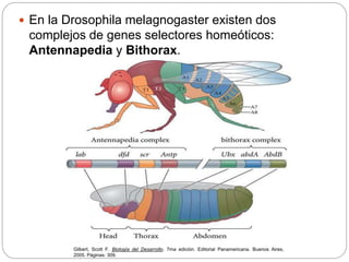 Mutaciones morfológicas en Drosophila melanogaster | PPTX