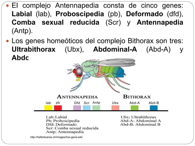 Mutaciones morfológicas en Drosophila melanogaster | PPTX