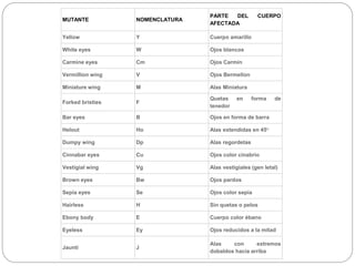 Helout Mutaciones morfológicas en Drosophila melanogaster | PPTX