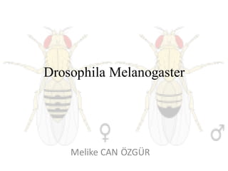 Melike CAN ÖZGÜR
Drosophila Melanogaster
 