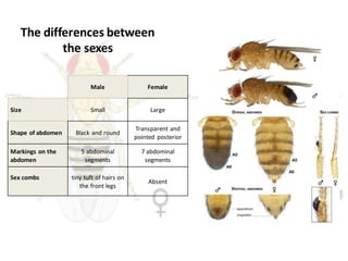 Drosophila melanogaster_2022.pdf