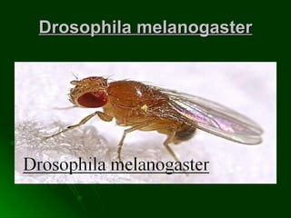 Drosophila melanogaster 