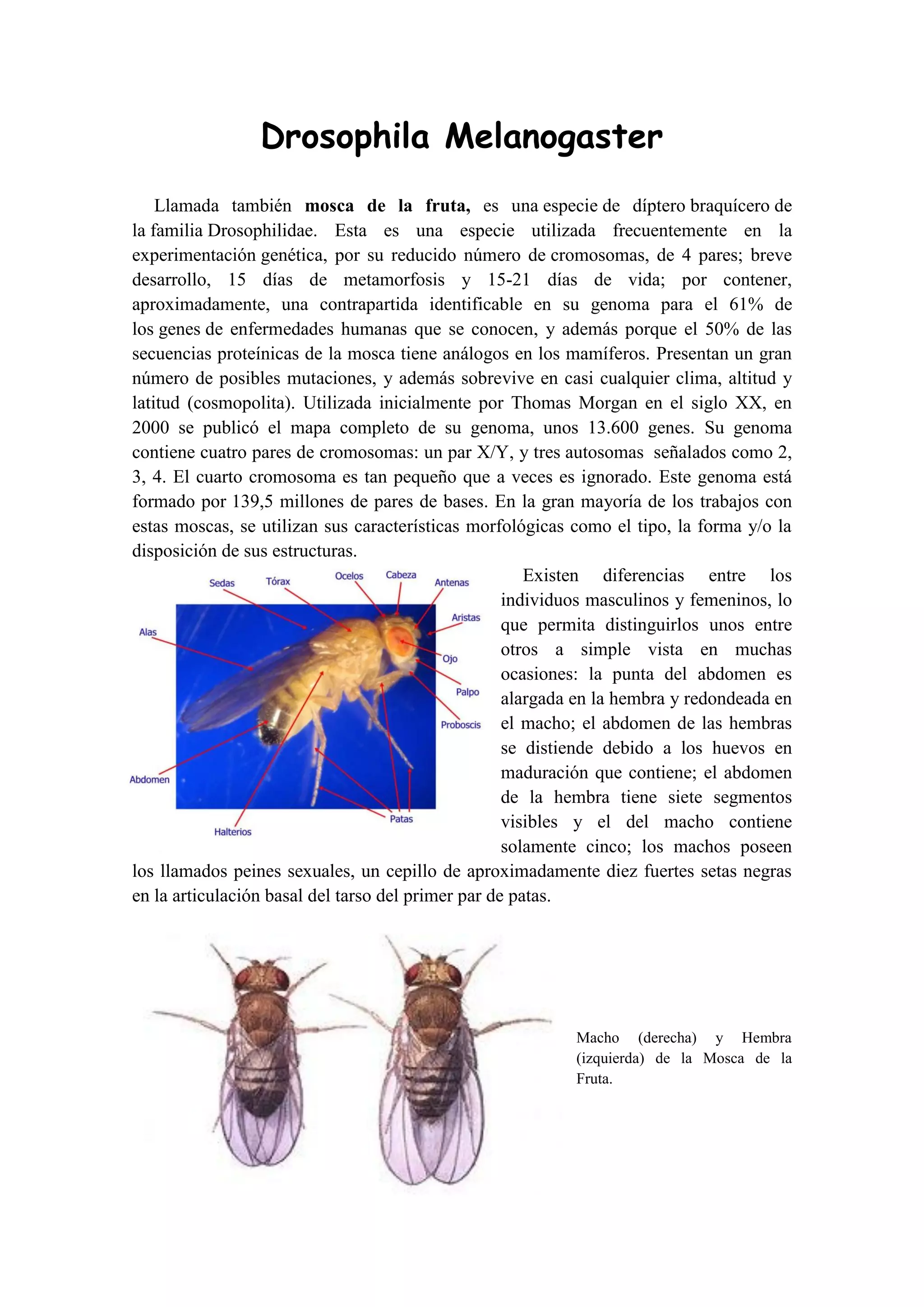 Drosophila melanogaster Javier | PDF | Genetics | Science