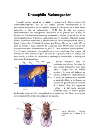Drosophila Melanogaster
    Llamada también mosca de la fruta, es una especie de díptero braquícero de
la familia Drosophilidae. Esta es una especie utilizada frecuentemente en la
experimentación genética, por su reducido número de cromosomas, de 4 pares; breve
desarrollo, 15 días de metamorfosis y 15-21 días de vida; por contener,
aproximadamente, una contrapartida identificable en su genoma para el 61% de
los genes de enfermedades humanas que se conocen, y además porque el 50% de las
secuencias proteínicas de la mosca tiene análogos en los mamíferos. Presentan un gran
número de posibles mutaciones, y además sobrevive en casi cualquier clima, altitud y
latitud (cosmopolita). Utilizada inicialmente por Thomas Morgan en el siglo XX, en
2000 se publicó el mapa completo de su genoma, unos 13.600 genes. Su genoma
contiene cuatro pares de cromosomas: un par X/Y, y tres autosomas señalados como 2,
3, 4. El cuarto cromosoma es tan pequeño que a veces es ignorado. Este genoma está
formado por 139,5 millones de pares de bases. En la gran mayoría de los trabajos con
estas moscas, se utilizan sus características morfológicas como el tipo, la forma y/o la
disposición de sus estructuras.
                                                       Existen diferencias entre los
                                                    individuos masculinos y femeninos, lo
                                                    que permita distinguirlos unos entre
                                                    otros a simple vista en muchas
                                                    ocasiones: la punta del abdomen es
                                                    alargada en la hembra y redondeada en
                                                    el macho; el abdomen de las hembras
                                                    se distiende debido a los huevos en
                                                    maduración que contiene; el abdomen
                                                    de la hembra tiene siete segmentos
                                                    visibles y el del macho contiene
                                                    solamente cinco; los machos poseen
los llamados peines sexuales, un cepillo de aproximadamente diez fuertes setas negras
en la articulación basal del tarso del primer par de patas.




                                                           Macho (derecha) y Hembra
                                                           (izquierda) de la Mosca de la
                                                           Fruta.
 