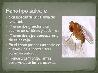Son moscas de unos 3mm de longitud. Tienen dos grandes alas cubriendo su tórax y abdomen. Tienen dos ojos compuestos y de color rojo.En el tórax poseen una serie de quetas y de el parten tres pares de patas.Tienen alas transparentes observándose las venaciones.Fenotipo salvaje