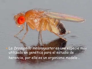 La Drosophila melanogaster es una especie muy utilizada en genética para el estudio de herencia, por ello es un organismo modelo .  
