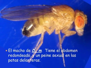 El macho de D. m.Tieneelabdomen redondeado, y un peine sexual en las patas delanteras. 