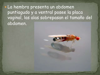 La hembra presenta un abdomen puntiagudo y a ventral posee la placa vaginal, las alas sobrepasan el tamaño del abdomen.