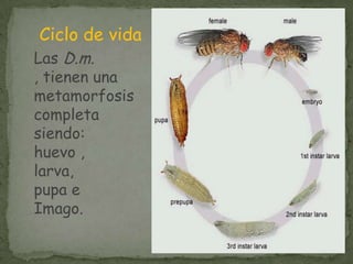 Ciclo de vidaLas D.m. , tienen una     metamorfosis completa siendo: huevo , larva, pupa e Imago.
