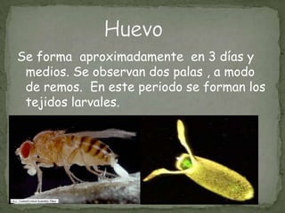 Se forma  aproximadamente  en 3 días y medios. Se observan dos palas , a modo de remos.  En este periodo se forman los tejidos larvales.Huevo