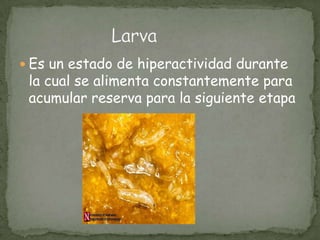 Es un estado de hiperactividad durante la cual se alimenta constantemente para acumular reserva para la siguiente etapa                   Larva