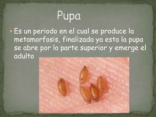 Es un periodo en el cual se produce la metamorfosis, finalizada ya esta la pupa se abre por la parte superior y emerge el adultoPupa