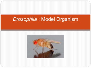 Drosophila : Model Organism
 