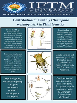 Contribution of fruit fly in Plant Genetics DROSOPHILLA.pdf