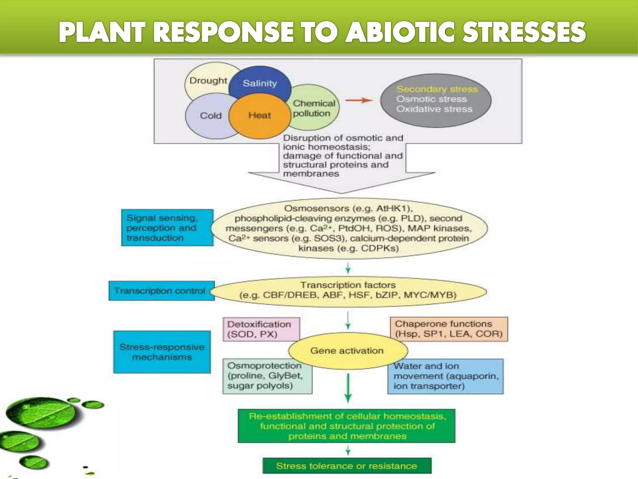 Abiotic stress responses in plants with special reference to drought | PPTX