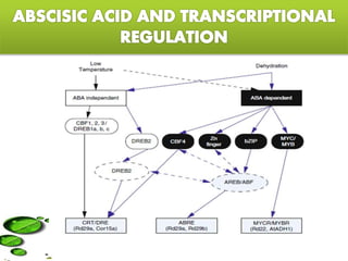 Abiotic stress responses in plants with special reference to drought | PPTX