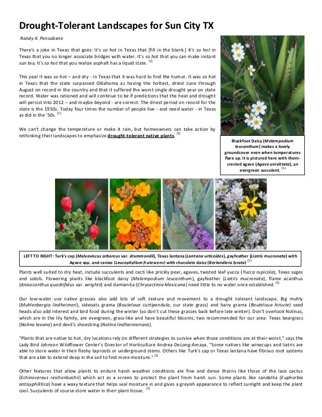 Drought Tolerant Landscapes For Sun City Texas