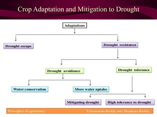 Crop Adaptation and Mitigation to Drought
 