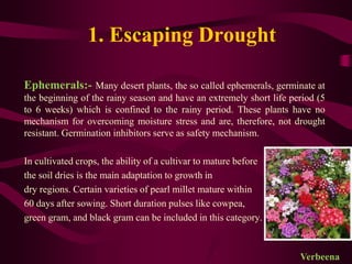 1. Escaping Drought
Ephemerals:- Many desert plants, the so called ephemerals, germinate at
the beginning of the rainy season and have an extremely short life period (5
to 6 weeks) which is confined to the rainy period. These plants have no
mechanism for overcoming moisture stress and are, therefore, not drought
resistant. Germination inhibitors serve as safety mechanism.
In cultivated crops, the ability of a cultivar to mature before
the soil dries is the main adaptation to growth in
dry regions. Certain varieties of pearl millet mature within
60 days after sowing. Short duration pulses like cowpea,
green gram, and black gram can be included in this category.
Verbeena
 