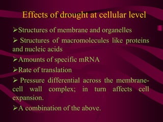 Effects of drought at cellular level
Structures of membrane and organelles
 Structures of macromolecules like proteins
and nucleic acids
Amounts of specific mRNA
Rate of translation
 Pressure differential across the membrane-
cell wall complex; in turn affects cell
expansion.
A combination of the above.
 