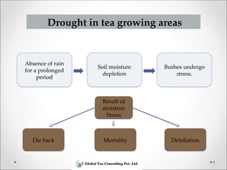 Drought Stress Management in Tea Estate.ppt