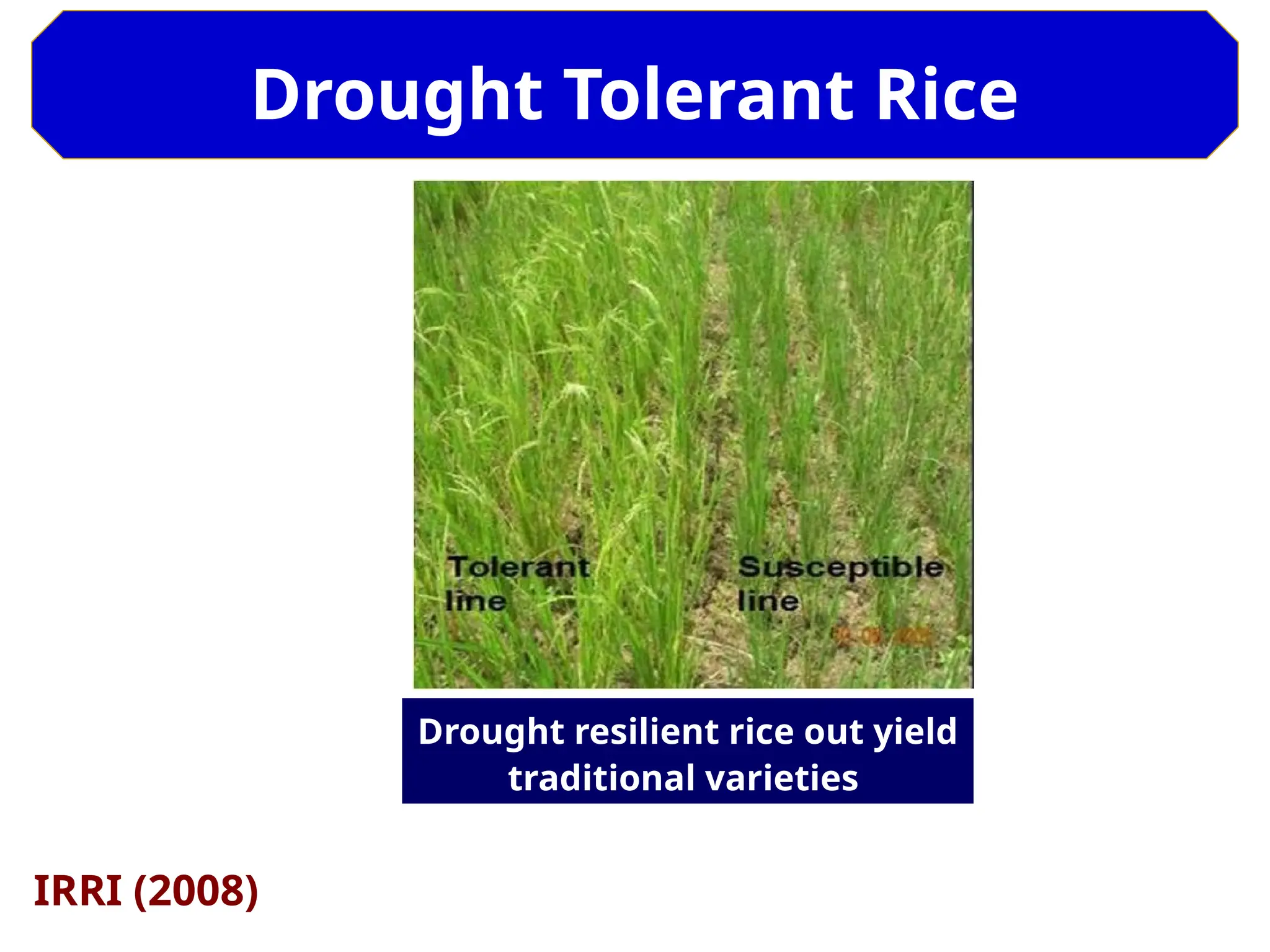 Drought Tolerant Rice
Drought resilient rice out yield
traditional varieties
IRRI (2008)
 