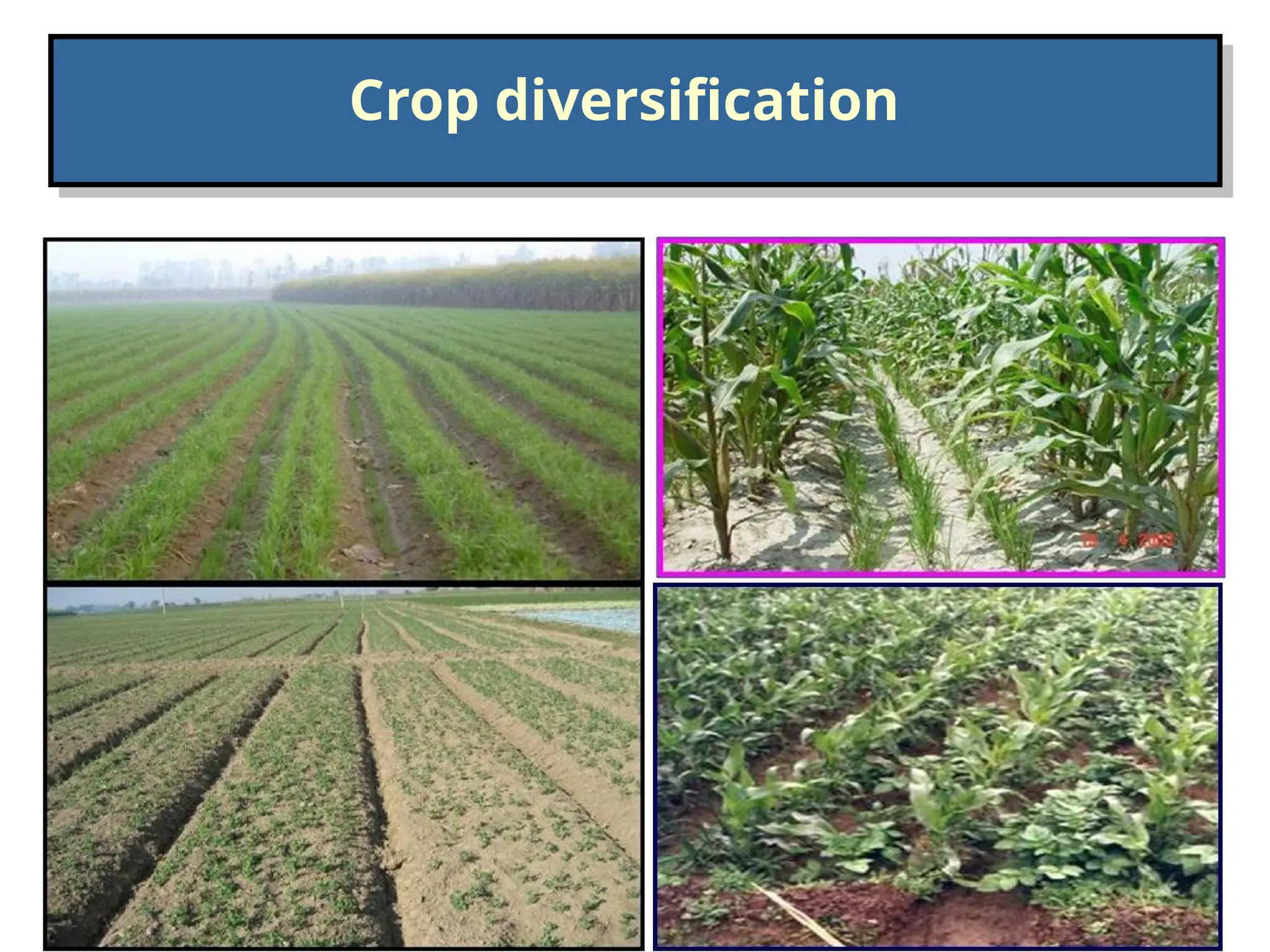 Crop diversification
 