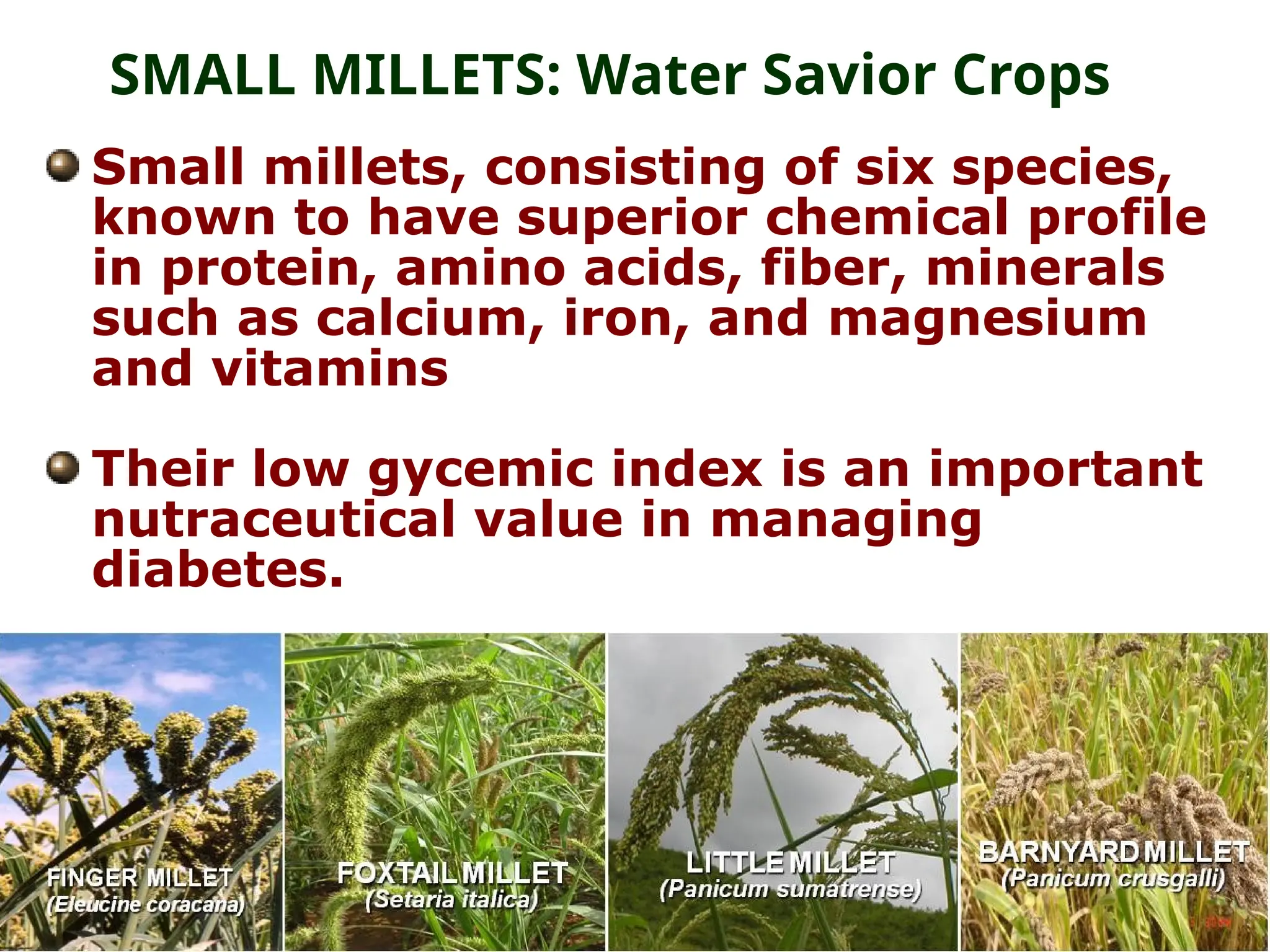 Small millets, consisting of six species,
known to have superior chemical profile
in protein, amino acids, fiber, minerals
such as calcium, iron, and magnesium
and vitamins
Their low gycemic index is an important
nutraceutical value in managing
diabetes.
SMALL MILLETS: Water Savior Crops
 
