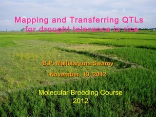 Mapping and Transferring QTLs
  for drought tolerance in rice



      B.P. Mallikarjuna Swamy
        November, 19, 2012


     Molecular Breeding Course
                2012
 