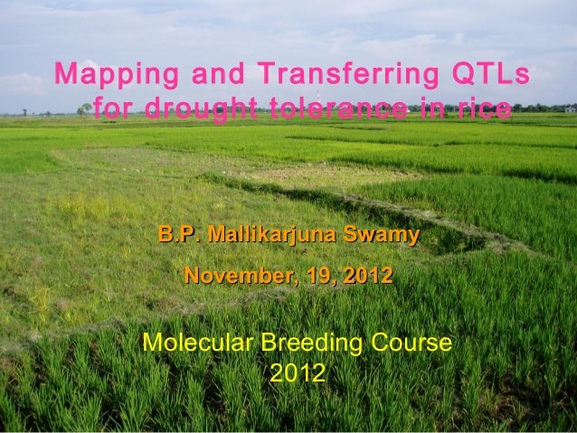 thesis on drought tolerance in rice thesis on drought tolerance in rice