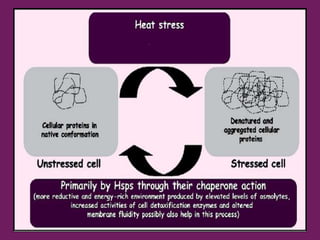 Drought n heat abiotic stress in plants | PPTX
