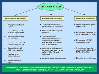 Drought n heat abiotic stress in plants | PPTX