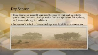 Dry Season
• Time frames of warmth quicken the pace of fruit and vegetable
production, increase of evaporation and transpiration from plants,
and worsen drought conditions.
• Because of the lack of water in the plants, bush fires are common.
 